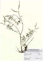 藏品(水芹菜)的圖片